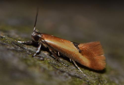 Batia lunaris